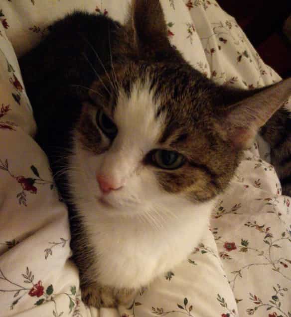 Wenn sich katzen kennenlernen